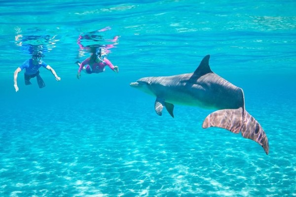 Dolphin show in Sharm El Sheikh